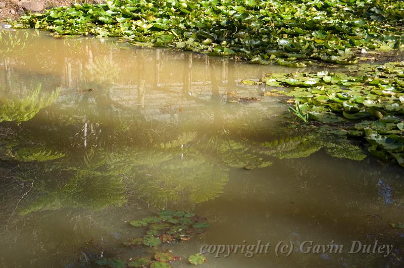 Reflections, Mount Tambourine Botanic Gardens IMGP0662.jpg